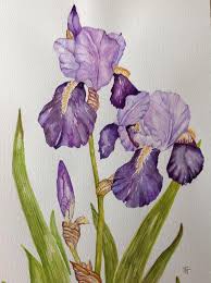 First i used small amount of the yellow wet paint onto dry paper, while this is still wet i wet the other areas of the flowers and allow the pink and blue to fuse together, i also sprayed this with my water bottle that way i know for sure that the colour will not be within the lines. Watercolor Drawing Iris Flower Novocom Top