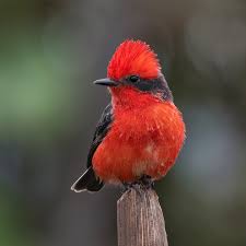 Image result for Dolichos pseudocajanus