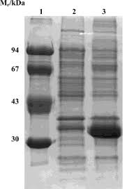 Check out our h coloring page selection for the very best in unique or custom, handmade pieces from our shops. Sds Page Of Recombinant Procathepsin H Biosynthesis Lane 1 Low Download Scientific Diagram