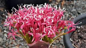 Image result for Boophone