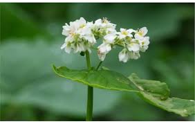 Image result for Fagopyrum esculentum