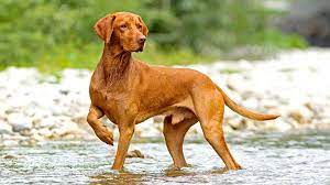 The price of a vizsla puppy can be as low as $350 and as high as $2400. 20 Things Only Vizsla Owners Would Understand