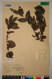 Image result for Cremaspora triflora