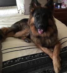 Black And Red Long Coat German Shepherd Puppies Pin By Pastel Glow On Dogs Long Haired German Shepherd Black German Shepherd Dog Black German Shepherd Puppies