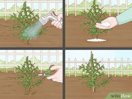 We offer variety of home windows. How To Plant A Garden 10 Steps With Pictures Wikihow