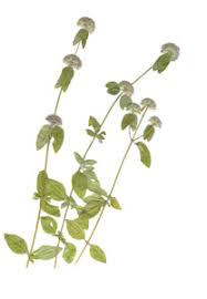 Image result for Clinopodium