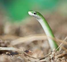 Smooth Green Snakes Green Snake Lincoln Park Zoo Snake