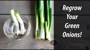 Their flavor is distinctly oniony but much less intense than that of round onions. Regrow Green Onions From Green Onions In Water 2019 Youtube