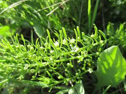 Image result for Thesium megalocarpum