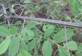 Image result for Grewia flavescens