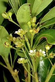 Image result for Gerrardina