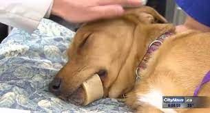 So, it is your responsibility to give bones to your puppy. Vets Warn Dog Owners Of The Dangers Of Marrow Bones Cesar S Way