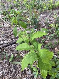 Image result for Petiveria