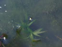 Image result for Hydrocharitaceae