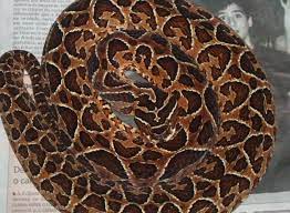 Venomous From Brazil Rare Species Brazil Snake