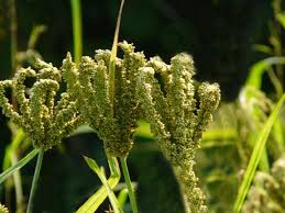 Image result for Eleusine coracana