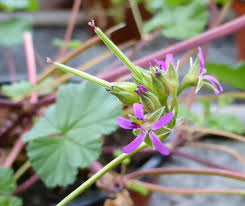 Image result for Pelargonium grossularioides