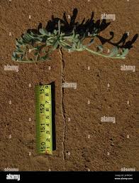 Image result for Helichrysum argyrosphaerum