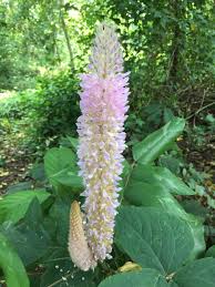 Image result for Uraria