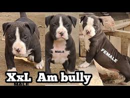 Bgks debo meets ddks the hulk. Xl American Bully Puppies For Sale Craigslist 07 2021