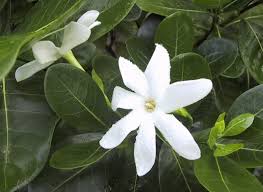 Image result for Gardenia subacaulis