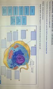 We did not find results for: Can You Label The Structures Of An Animal Cd To Chegg Com