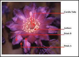 Someone commented about mutant growths. A Flower Of The Senita Cactus Lophocereus Schottii Showing Each Of Download Scientific Diagram