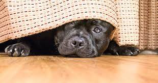 My Dog Eats Poo Help Pdsa
