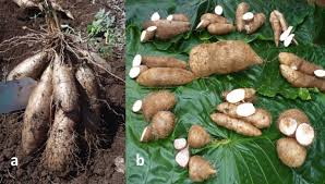 Image result for Dioscorea cayenensis