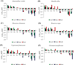 Image result for Phacelurus gabonensis
