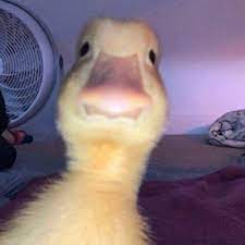 As the profile picture is one static element of your account so, it is important to have a good pfp. Larray Larrayeeee Offiziell Bei Tiktok Schau Dir Die Neuesten Tiktok Videos Von Larray An