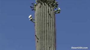 It can be found growing in desert biomes. Saguaro Cactus Desertusa