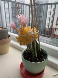 Each bloom on this beautiful cactus flower has just one night a year to show off. My 3 5 Year Old Top Heavy Moon Cactus Has Grown Flowers This Month And Bloomed For The First Time Succulents