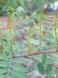 Image result for Indigofera congesta