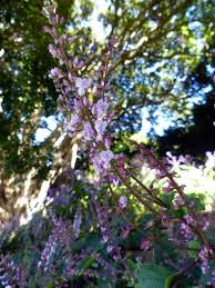 Image result for Plectranthus fruticosus