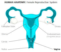Consequently, individuals need to know which symptoms might point to cancer. Vaginal Cancer Nzgcf