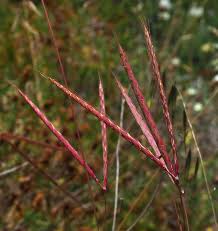 Image result for Andropogon lima