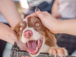 Faccia di culo фача ди куло. Storie Di Adozioni Parte 2 Dogwelcome Vacanze E Viaggi Con Cane Gatto Altri Animali