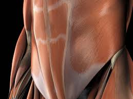 The abdominal muscles also play a major role in the posture and stability to the body and compress the organs of the abdominal cavity during the muscles of the lower back, including the erector spinae and quadratus lumborum muscles, contract to extend and laterally bend the vertebral column. Abdominal Muscles Location And Function