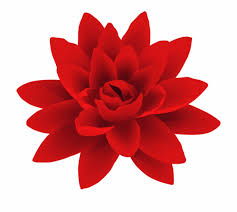 Please to search on seekpng.com. Red Flower Png Transparent Background Red Flower Png Transparent Png Download 29273 Vippng