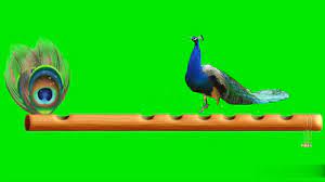 Maybe you would like to learn more about one of these? Peacock Green Screen Video Youtube
