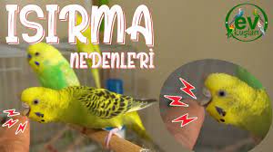 muhabbet kusu isirma nedenleri ev kuslari