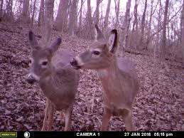 Where baltimore comes to talk! Why Is A Bit Of Antler Showing On This Button Buck Hunting Advice And Tips For Serious Deer And Turkey Hunters