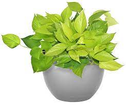 Neon Pothos Neon Pothos Pothos Plant Plant Decor