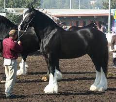 Black Shire Horse Mare April Shire Horse Horses Draft Horses