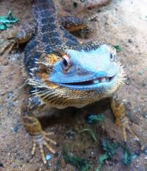 Baby Black Bearded Dragon For Sale Pogona Vitticeps Funny Smile Bearded Dragon Funny Baby Bearded Dragon Pet Lizards