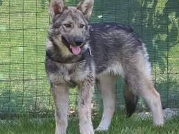 Itr Breeders In Europe International Tamaskan Register The northern inuit dog, along with its offshoot breed lines the tamaskan dog, the british timber dog and the utonagan, is a breed of dog developed from a 1980s breeding project in the united kingdom with the objective of producing a dog breed that resembles wolves. itr breeders in europe international