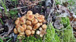 Pilze Im Fruhling Youtube