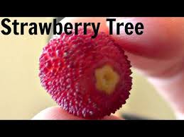 Check spelling or type a new query. Strawberry Tree Fruit Review Arbutus Unedo Weird Fruit Explorer Ep 71 Youtube