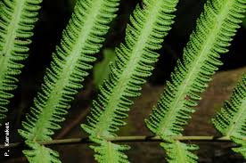 Image result for Amblovenatum opulentum